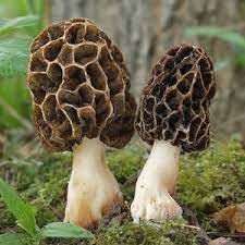 Morel Mushroom Morchella spp. spores for planting